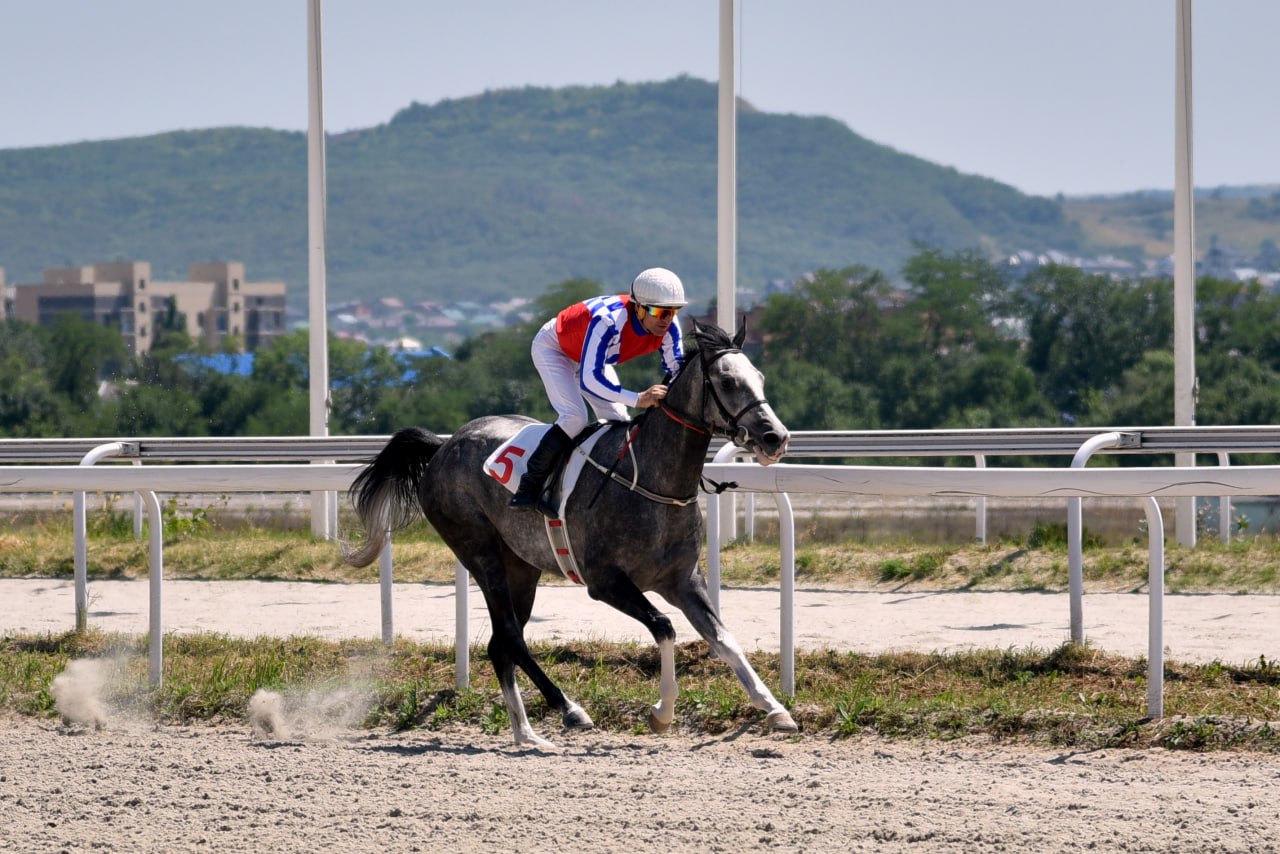 04.08.2024 — Большой Всероссийский Приз — DERBY GR I A RUS (Пятигорский Ипподром) — Нимбус Терск — 1 место