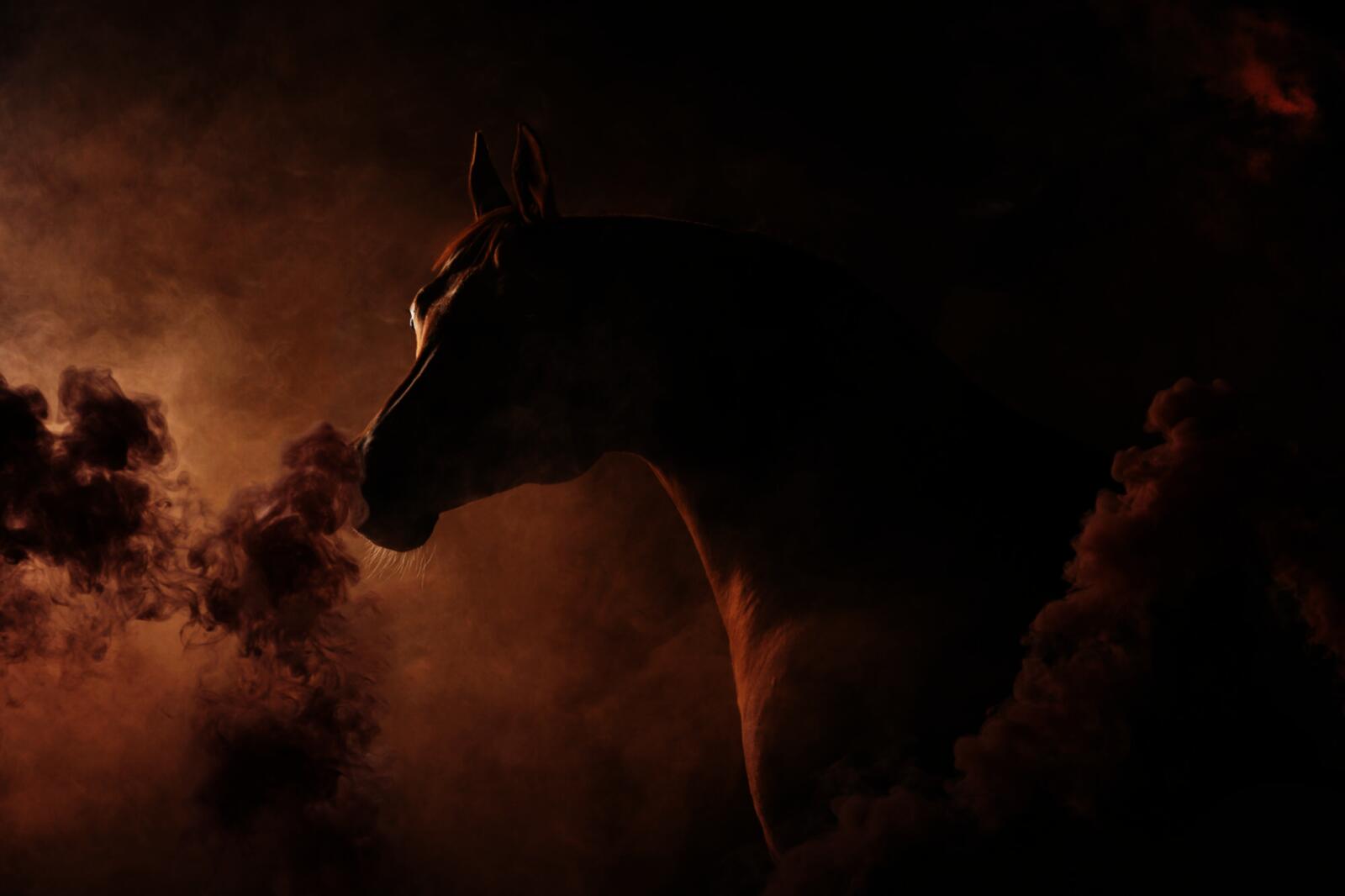 Фон племенных жеребцов