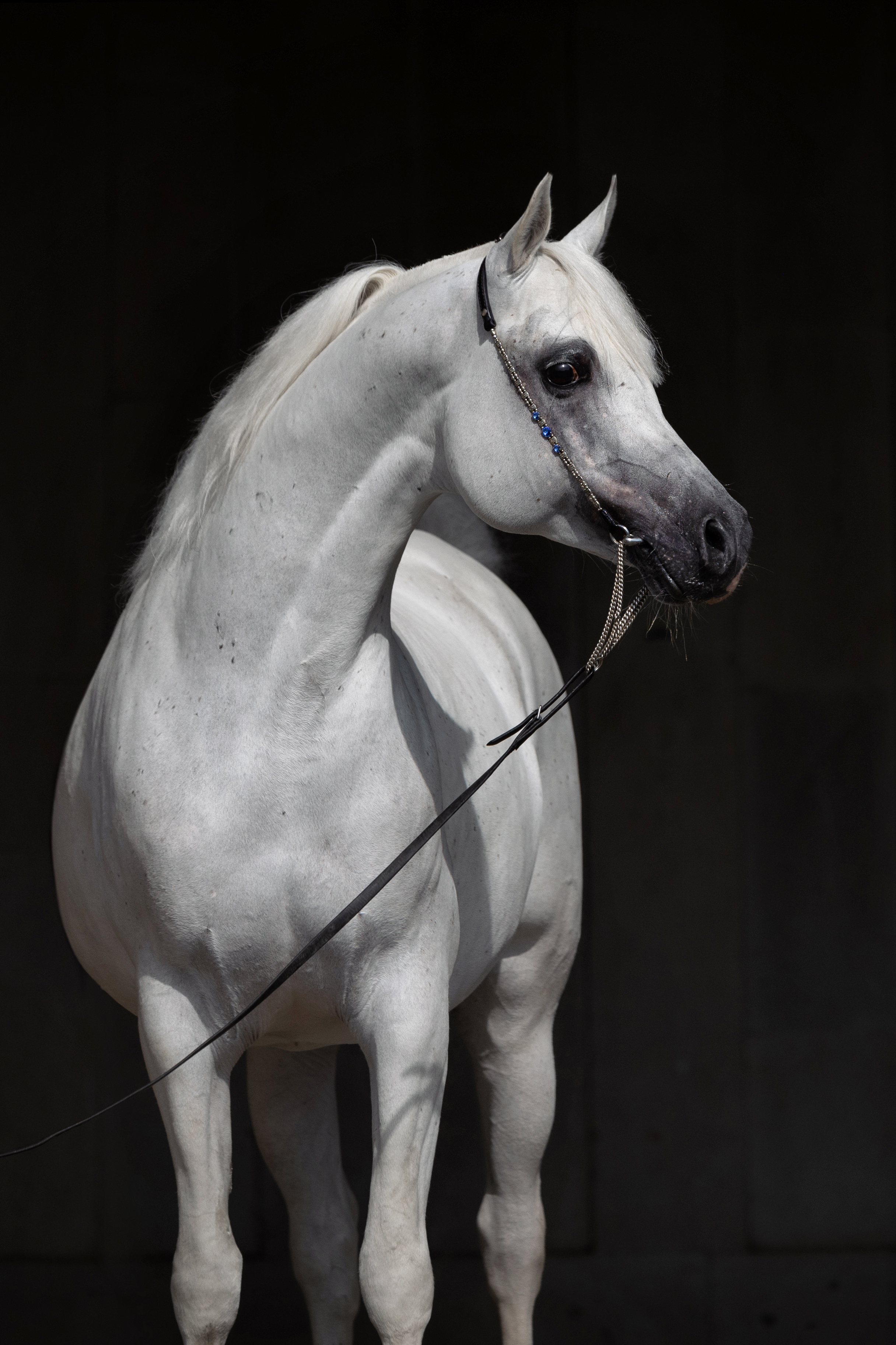 Жасмин Терск