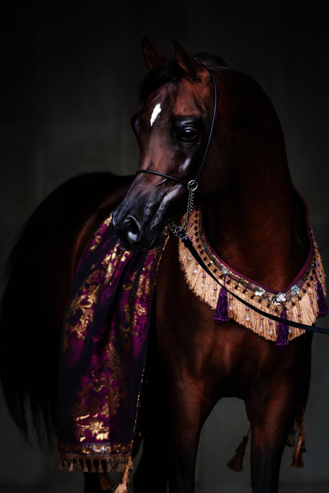 Зухаир аль Шакаб (QA)