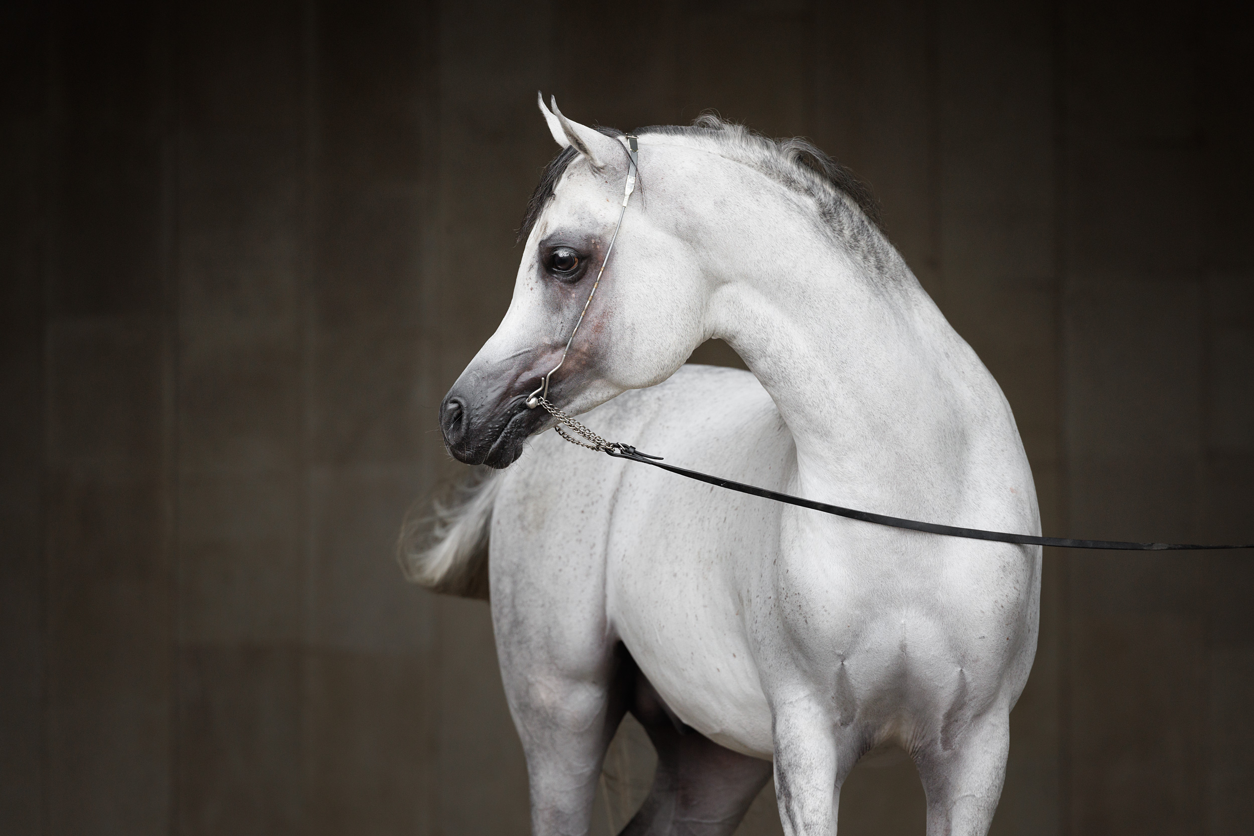 Саа'ид аль Шакаб (QA)