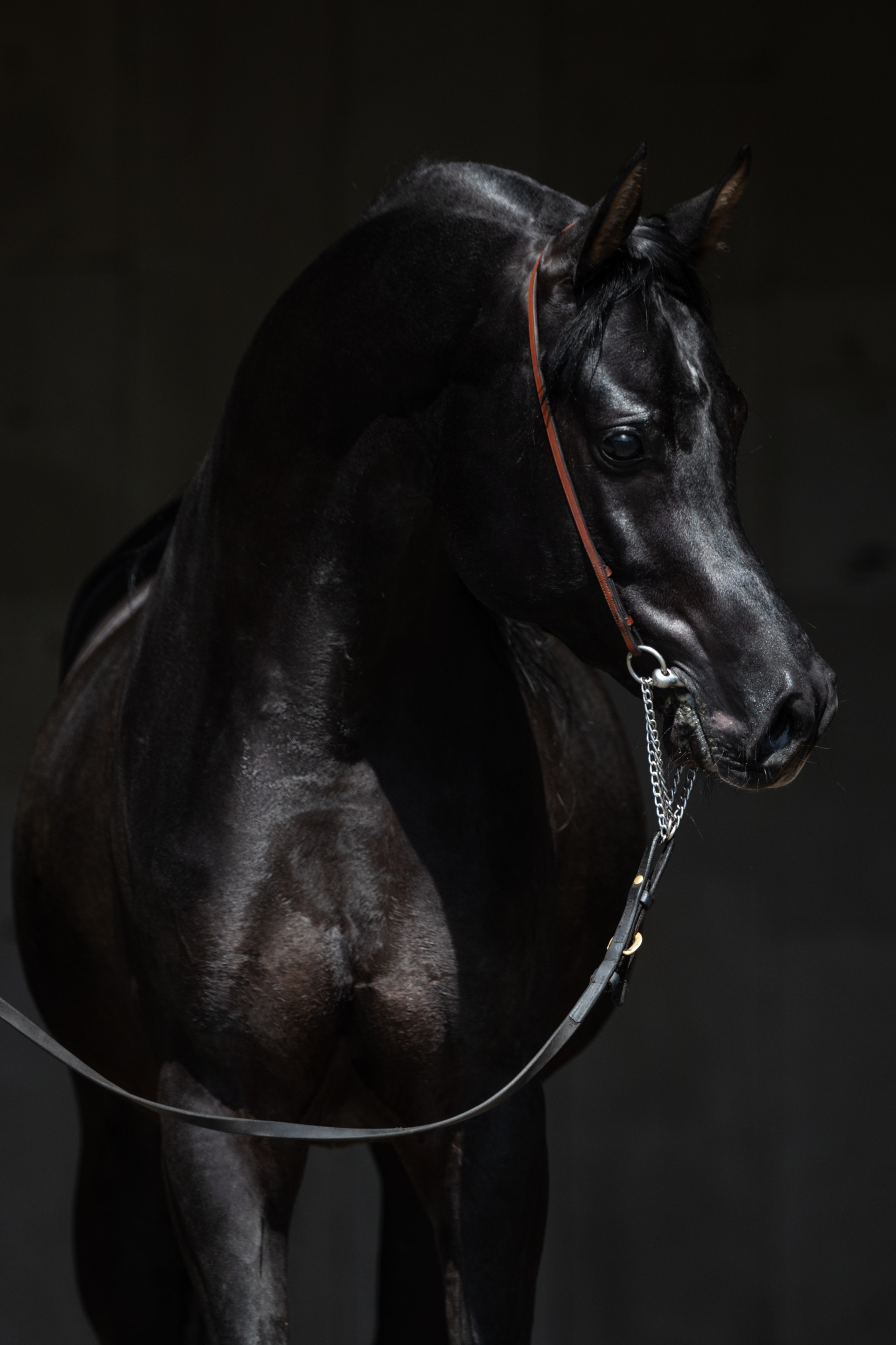 Халиф Терск