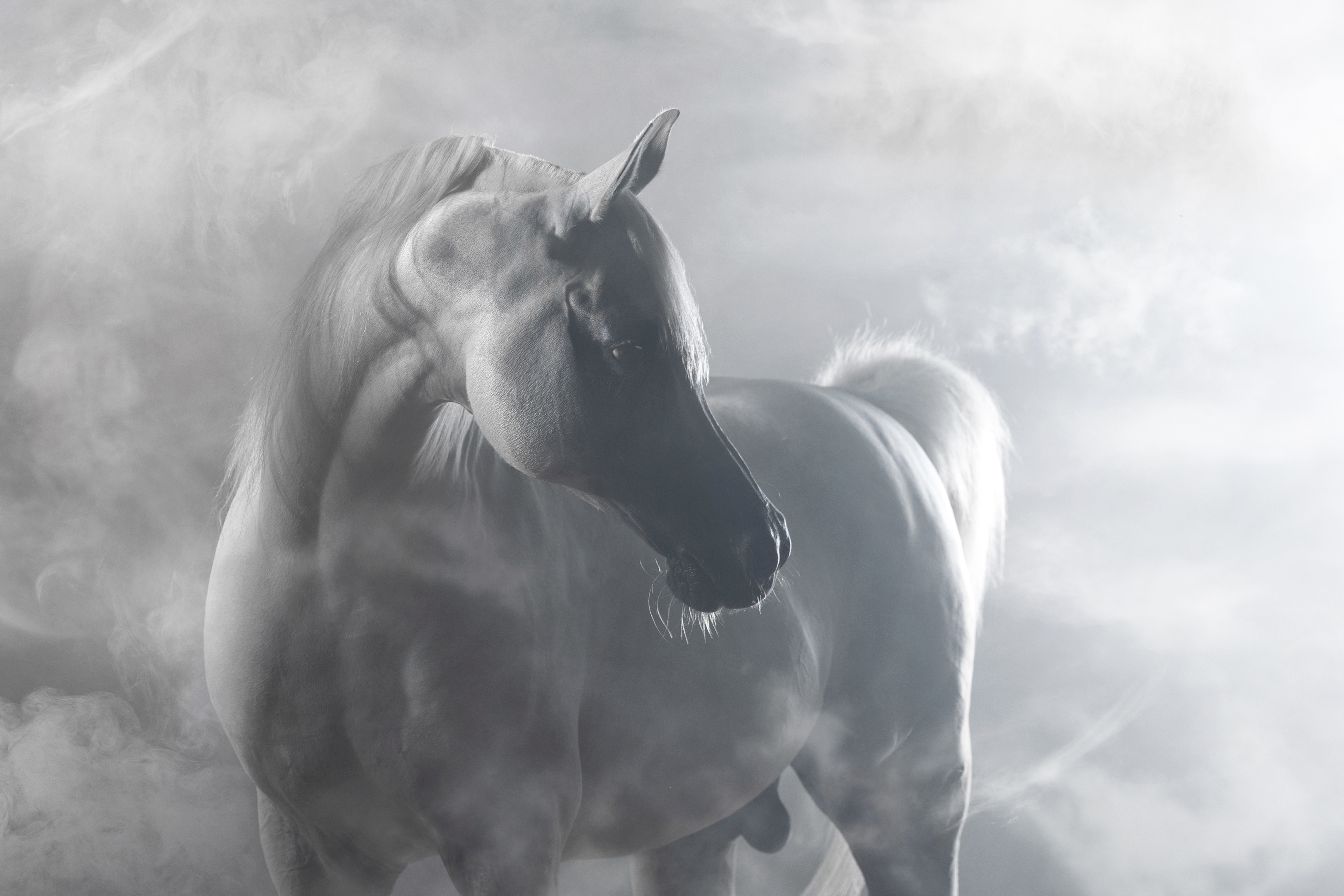 Фон племенных кобыл