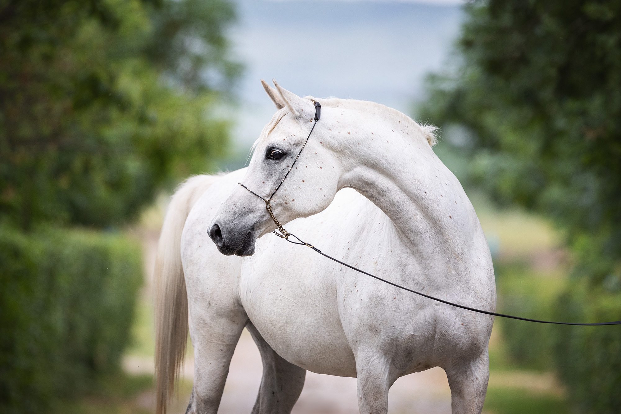 Верность Терск