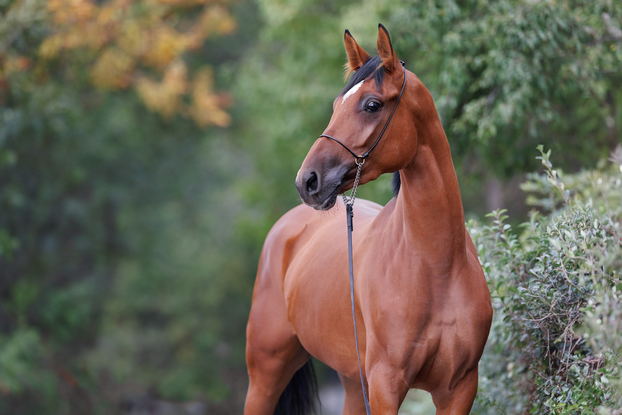 Зависть Терск