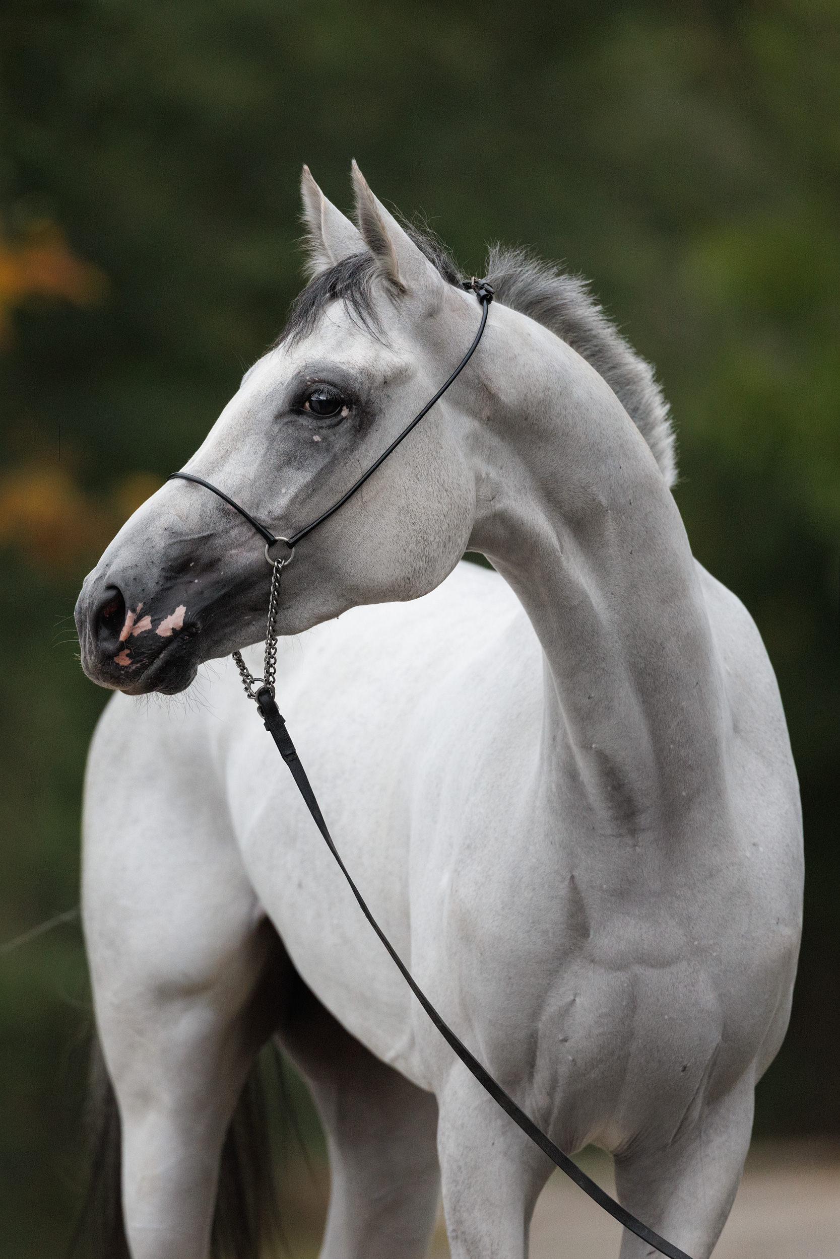 Христиана Терск