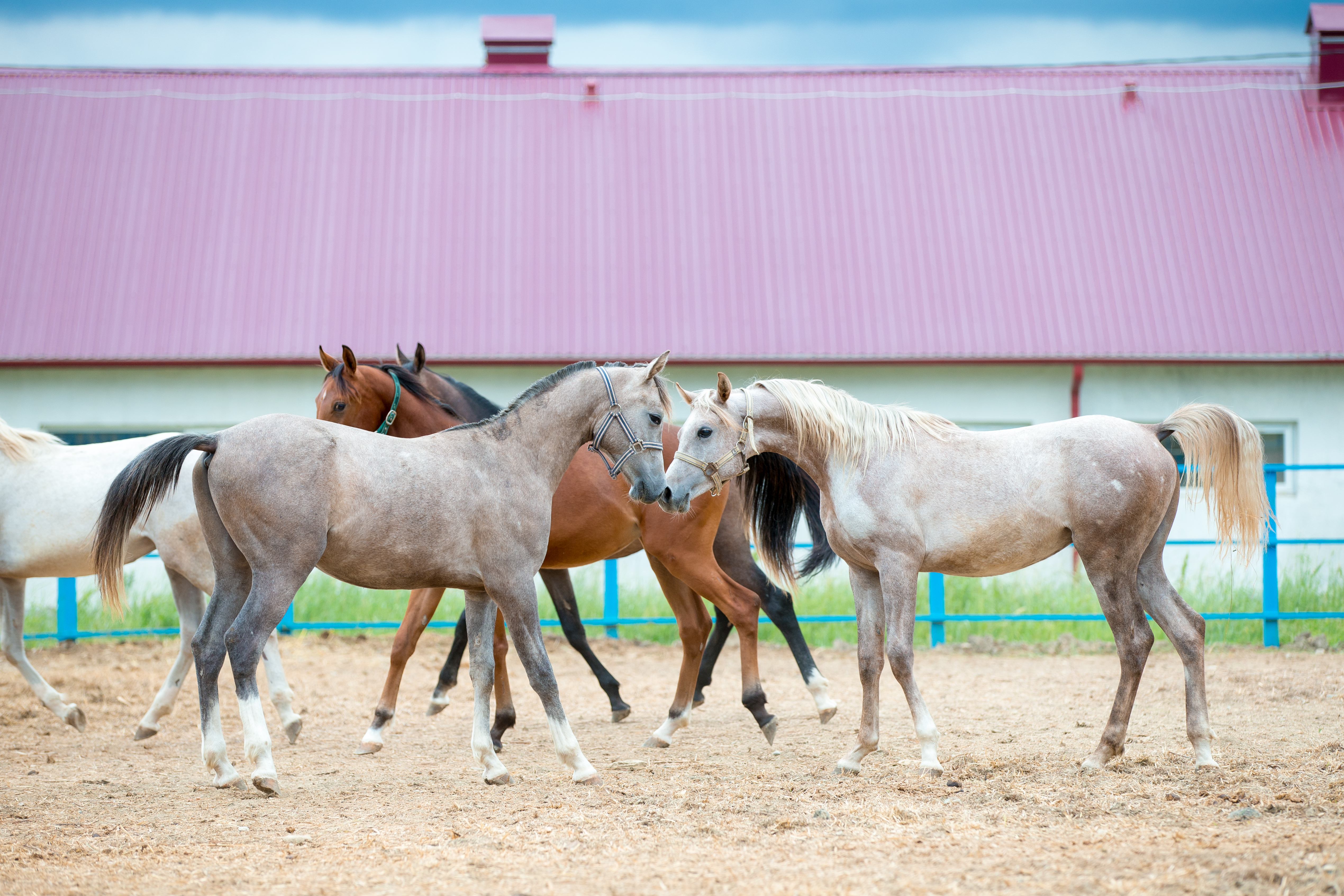 Благоустроенные паддоки