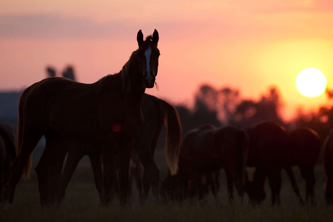 Продажа лошадей